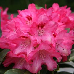 Rhododendron, Pink